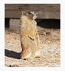 Looking cool Photographic Print