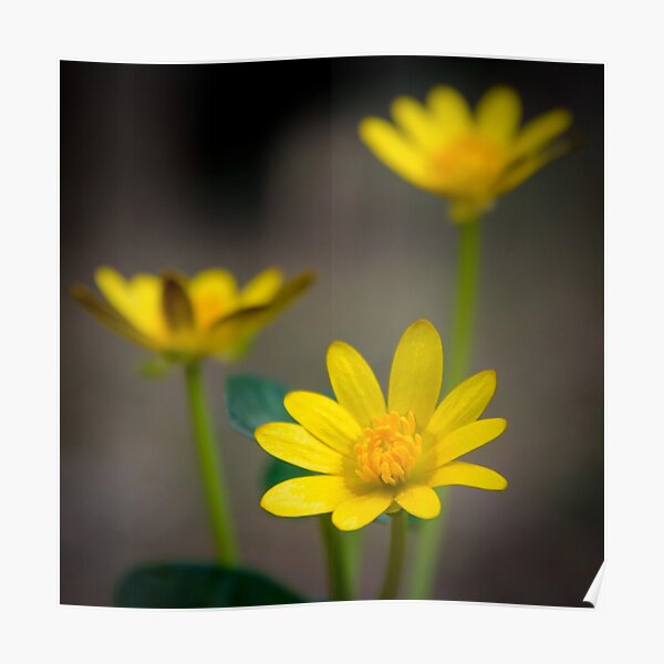 Ficaria verna, (formerly Ranunculus ficaria L.) Poster