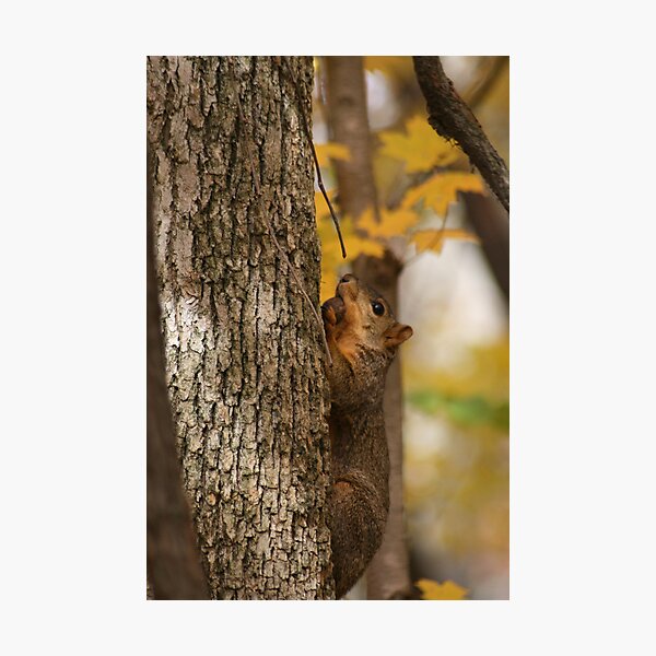 Artikelvorschau, Tree Nuts entworfen und verkauft von Dean Mucha.