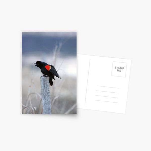 Got A Lot To Say Postcard