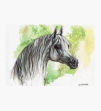 Arabian horse painting Photographic Print
