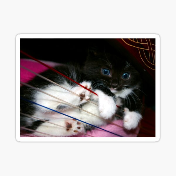 Harp Kitten Sticker