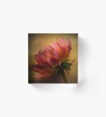 Dhalia on fire Acrylic Block