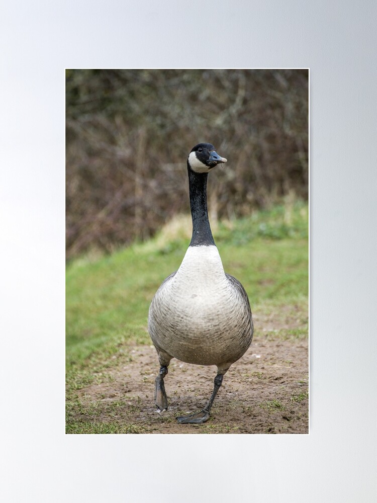 Canada goose shop france site officiel