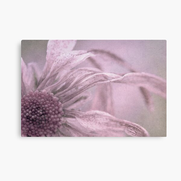 Freckles Canvas Print
