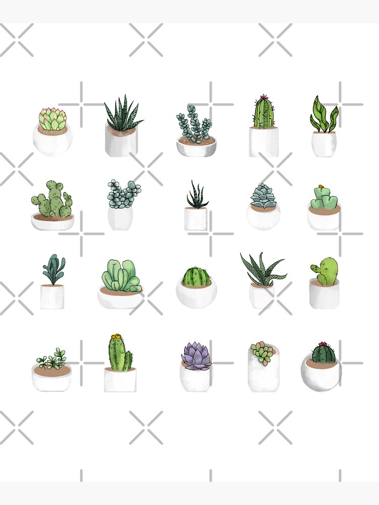 Succulents by katherineblower