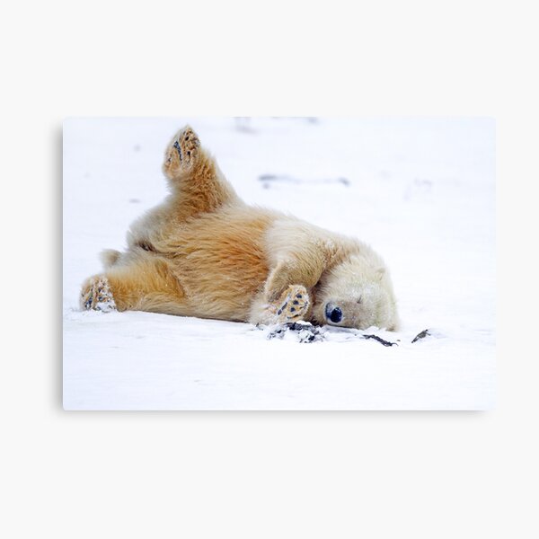 Rolling in the Snow Canvas Print