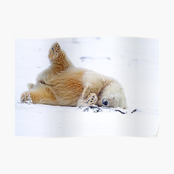 Rolling in the Snow Poster