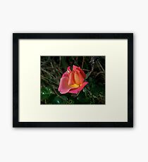 Pose Framed Print