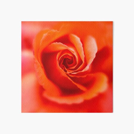 Orange Rose Art Board Print