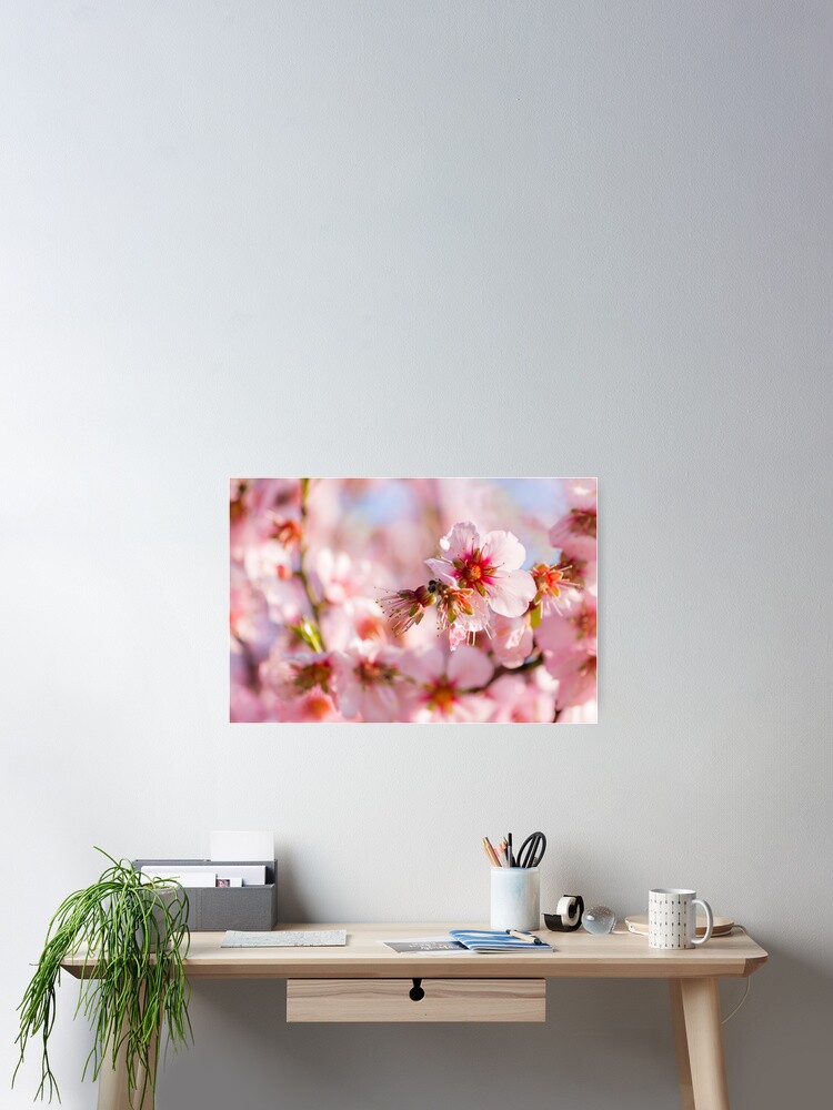 Póster «Flores de almendro rosa - árbol de primavera» de Vienewi | Redbubble