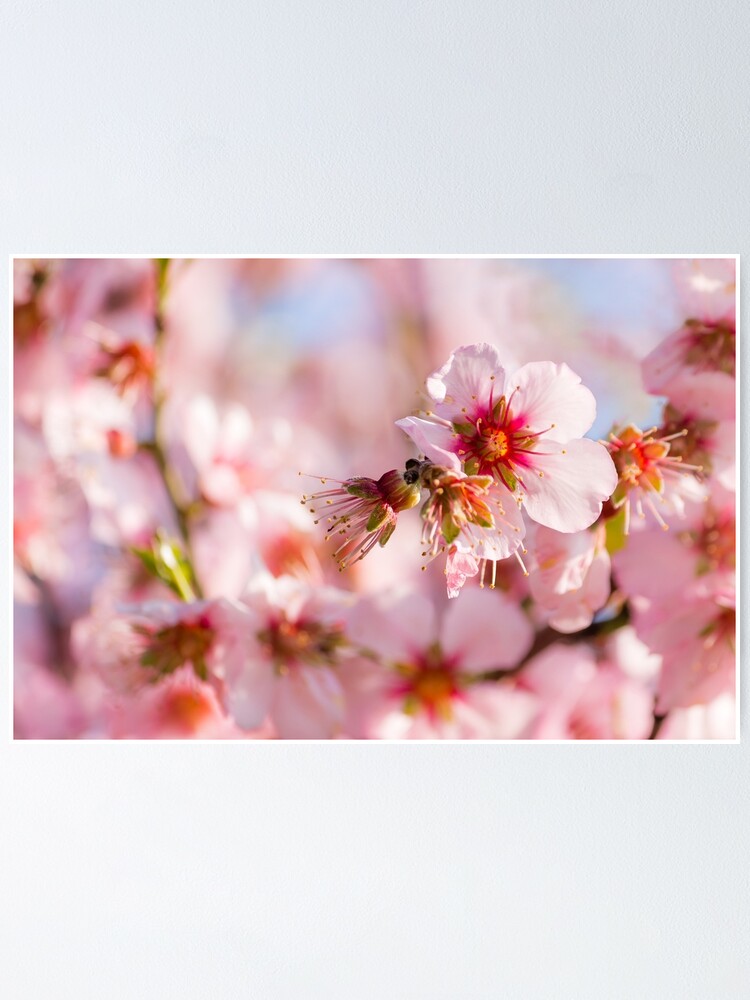 Póster «Flores de almendro rosa - árbol de primavera» de Vienewi | Redbubble