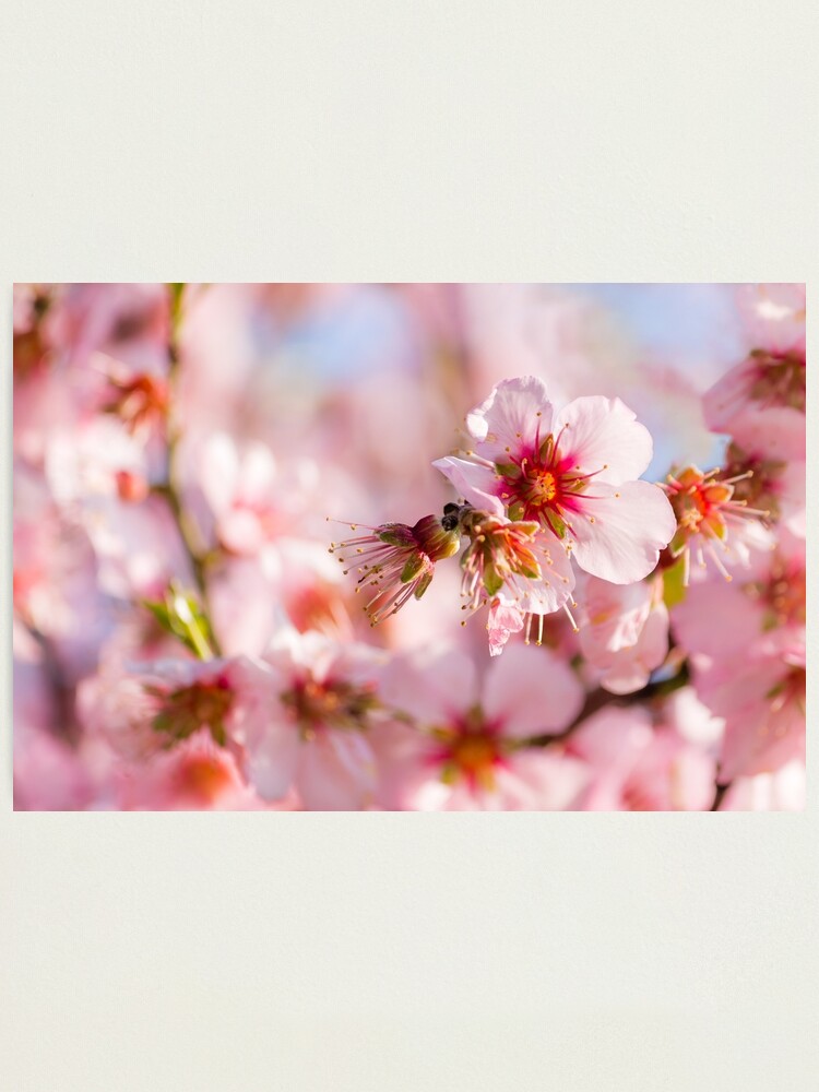 Lámina fotográfica «Flores de almendro rosa - árbol de primavera» de  Vienewi | Redbubble