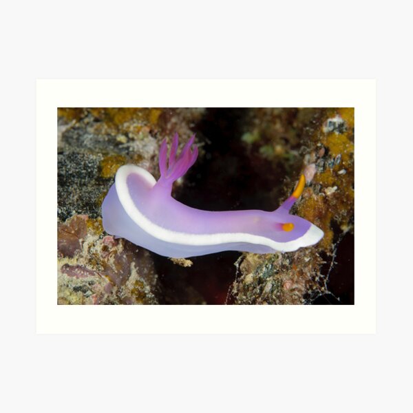 Nudibranch - Hypselodoris sp. Art Print