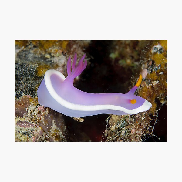 Nudibranch - Hypselodoris sp. Photographic Print