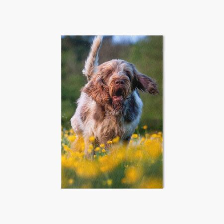 Springtime Spinone Art Board Print