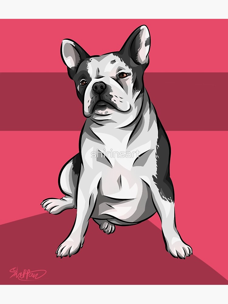 Roly Poly French Bully, Cute French Bulldog