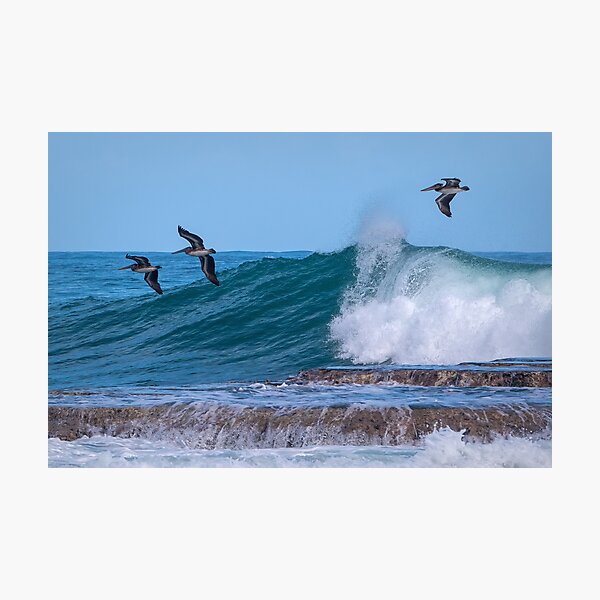 Pelicans riding the waves Photographic Print