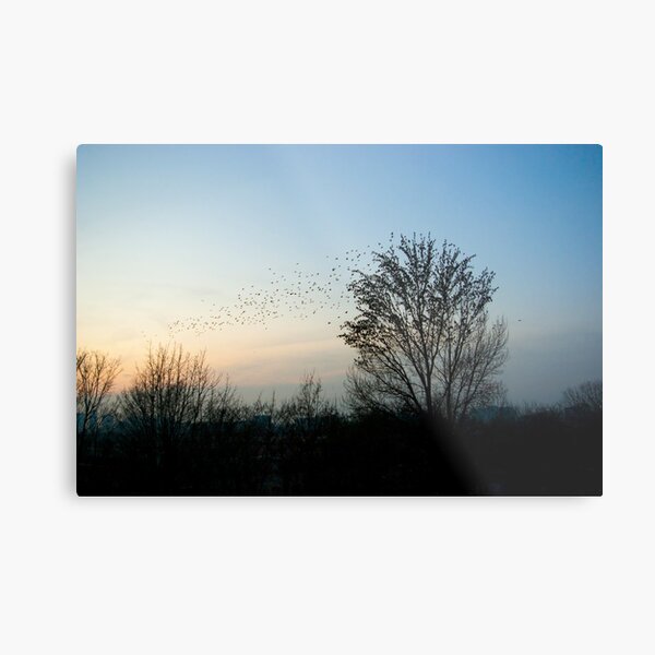 Last evening at sunset... Metal Print