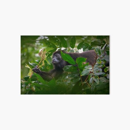 Foraging Art Board Print