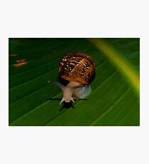 A Snale (What Are You Looking At) Photographic Print