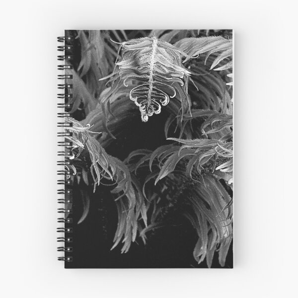 Item preview, GRACEFUL FERNS IN BLACK AND WHITE designed and sold by Elaine Bawden.