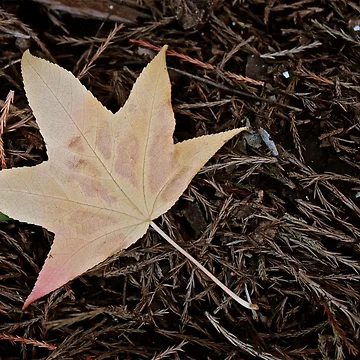 Artwork thumbnail, Autumn leave by Rafael López