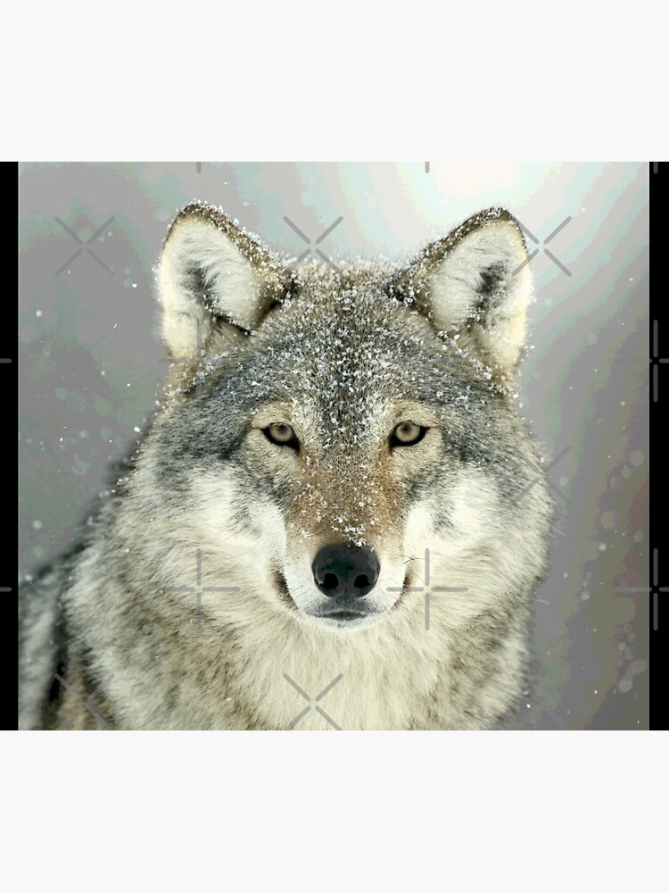 Artwork view, GREY WOLF designed and sold by Paparaw