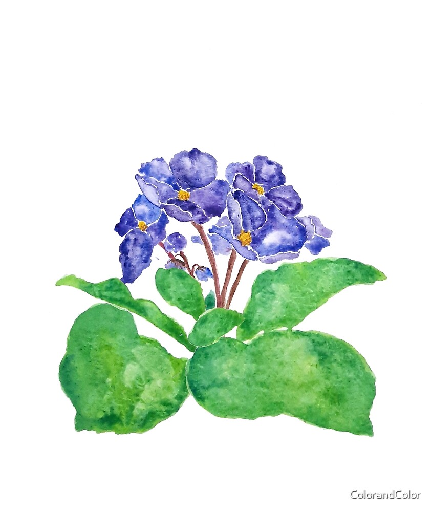 "purple African violet watercolor painting" by ColorandColor | Redbubble