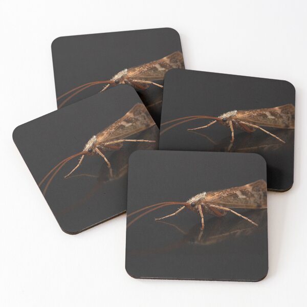 Item preview, Caddisfly Portrait designed and sold by Dan Newton.
