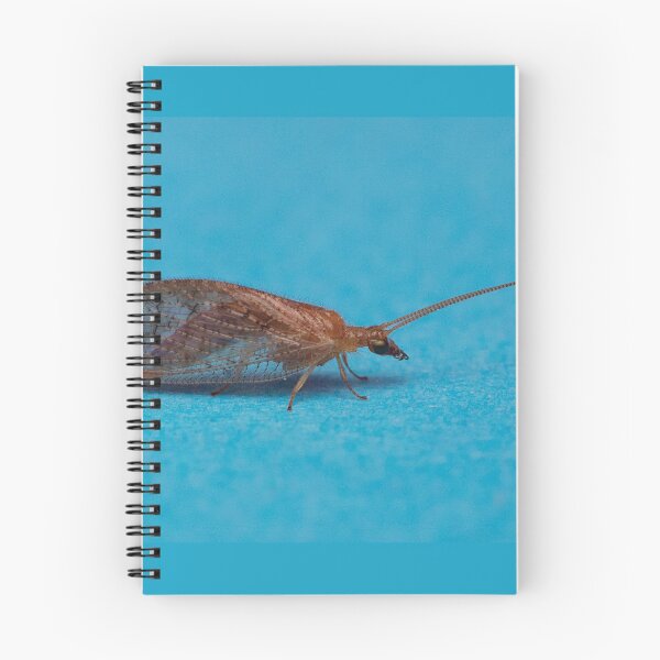 Item preview, Brown Lacewing designed and sold by Dan Newton.