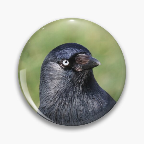 Item preview, Jackdaw designed and sold by GreyFeatherPhot.