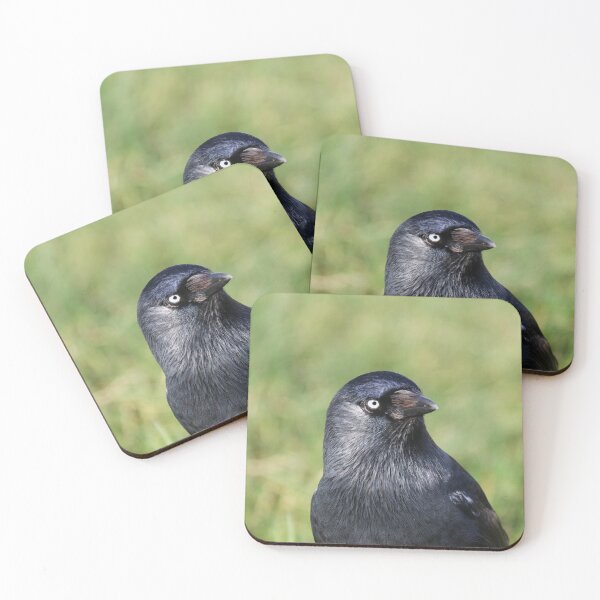 Item preview, Jackdaw designed and sold by GreyFeatherPhot.