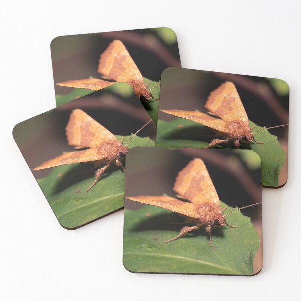 Item preview, Centre-barred Sallow Moth designed and sold by Dan Newton.