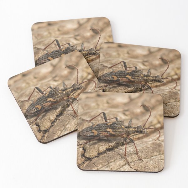 Item preview, Two-banded Longhorn Beetle designed and sold by Dan Newton.