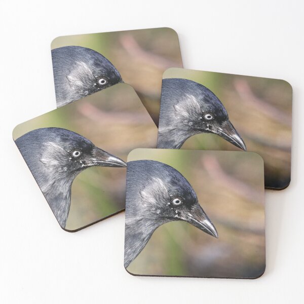 Item preview, Grajilla leucística designed and sold by GreyFeatherPhot.