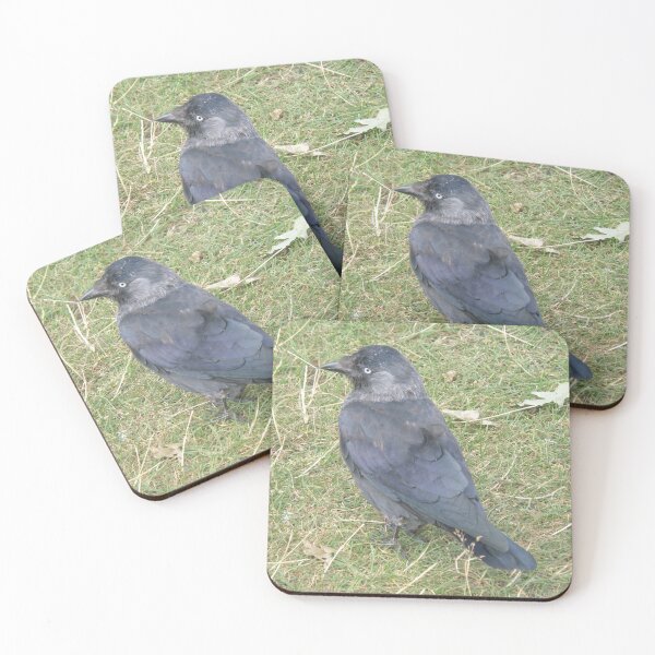 Item preview, Western Jackdaw with a Beady Eye Photograph designed and sold by naturegallery.