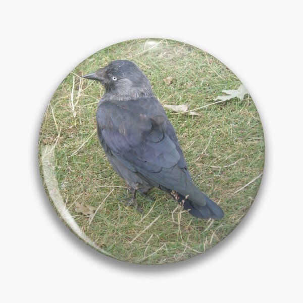 Item preview, Western Jackdaw with a Beady Eye Photograph designed and sold by naturegallery.