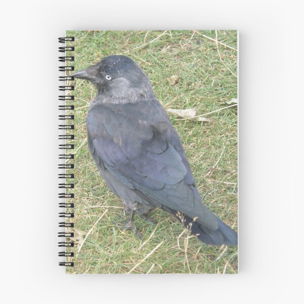 Item preview, Western Jackdaw with a Beady Eye Photograph designed and sold by naturegallery.