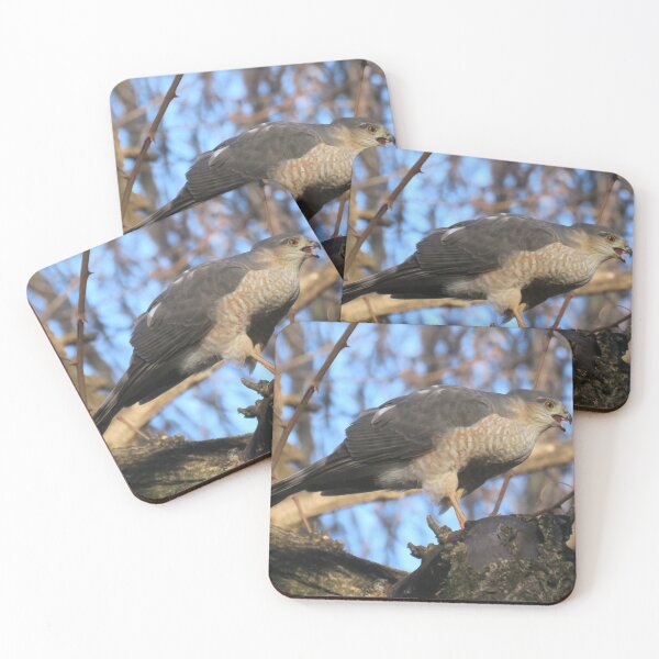 Item preview, Cooper's Hawk (Accipiter cooperii) designed and sold by LJSparvero.