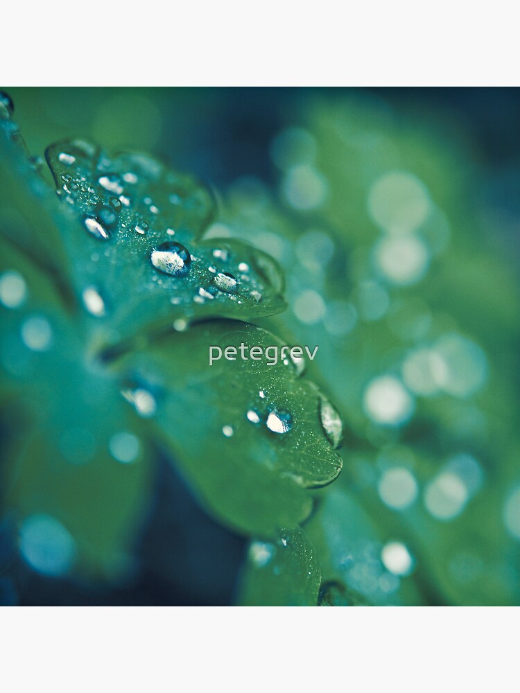 Day 125 - 12th November 2011 by petegrev
