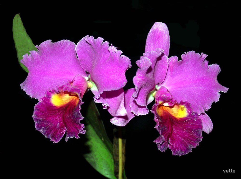 “Cattleya Orchid Hybrid” by vette | Redbubble