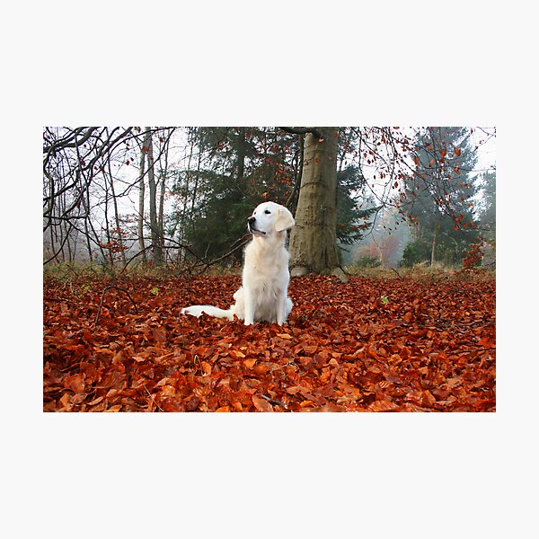 Item preview, Golden Retriever in golden leaves designed and sold by Trine.