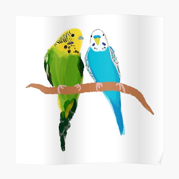 Budgie and Bottle Brush parakeets Poster
