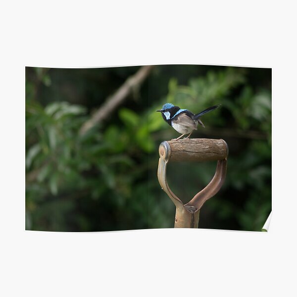 A tiny wren on the garden fork Poster