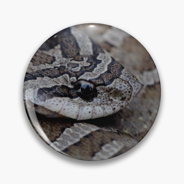 Item preview, Eastern Hognose Snake designed and sold by Pauline Catling.