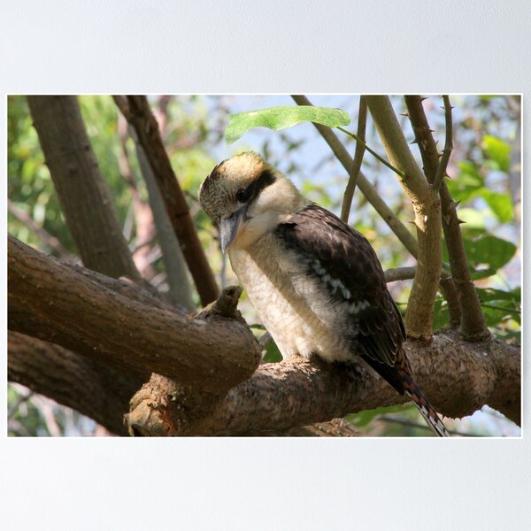 Item preview, Kookaburra Sits designed and sold by Mandy Gwan.