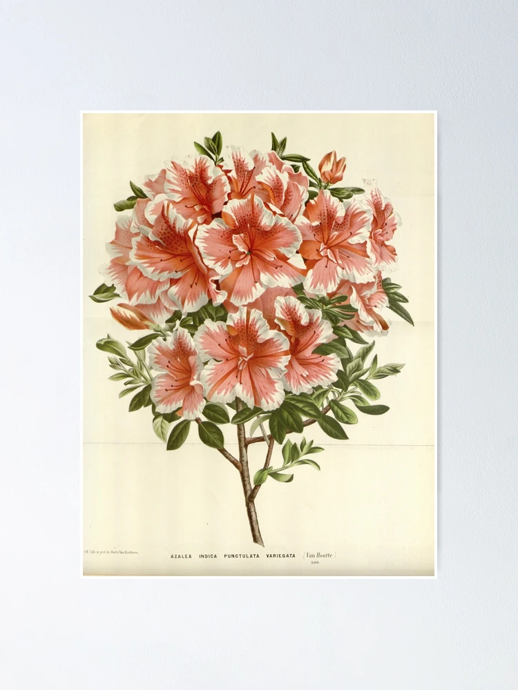 Aperçu 1 sur 3. Poster avec l'œuvre Flore des serres et des... créée et vendue par Rodeoclash.