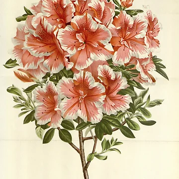 Aperçu de l'œuvre Flore des serres et des... de Rodeoclash