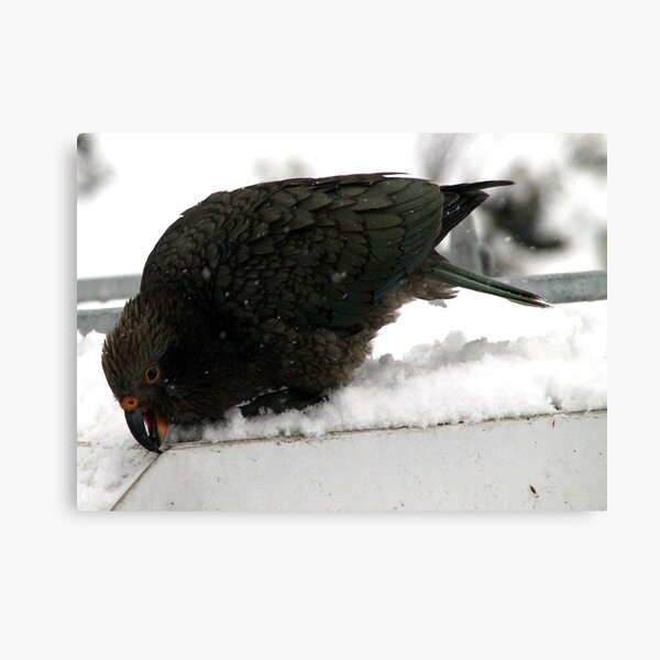 Kea Parrot Canvas Print